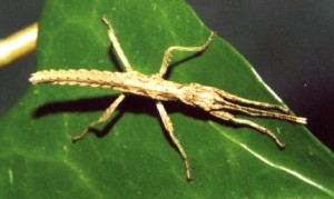 PSG 118 Aretaon asperrimus nymph